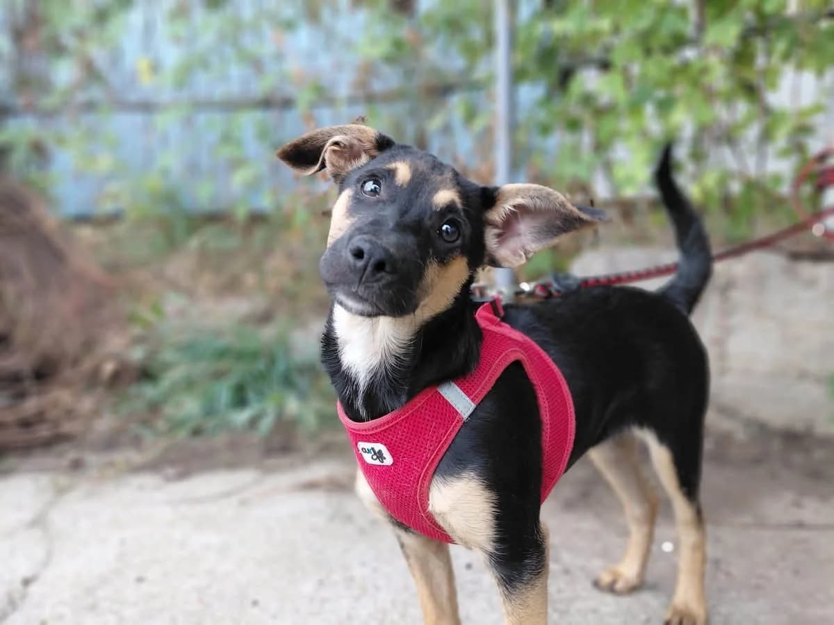 Tira, female puppy Mixed Breed for adoption at Ein Herz für Streuner e.V., München