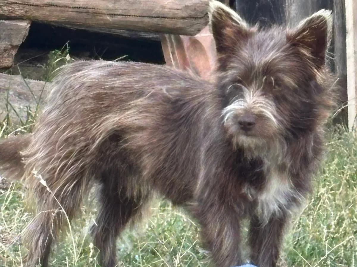 Tiramisu, male young Mixed Breed for adoption at Ein Herz für Streuner e.V., München