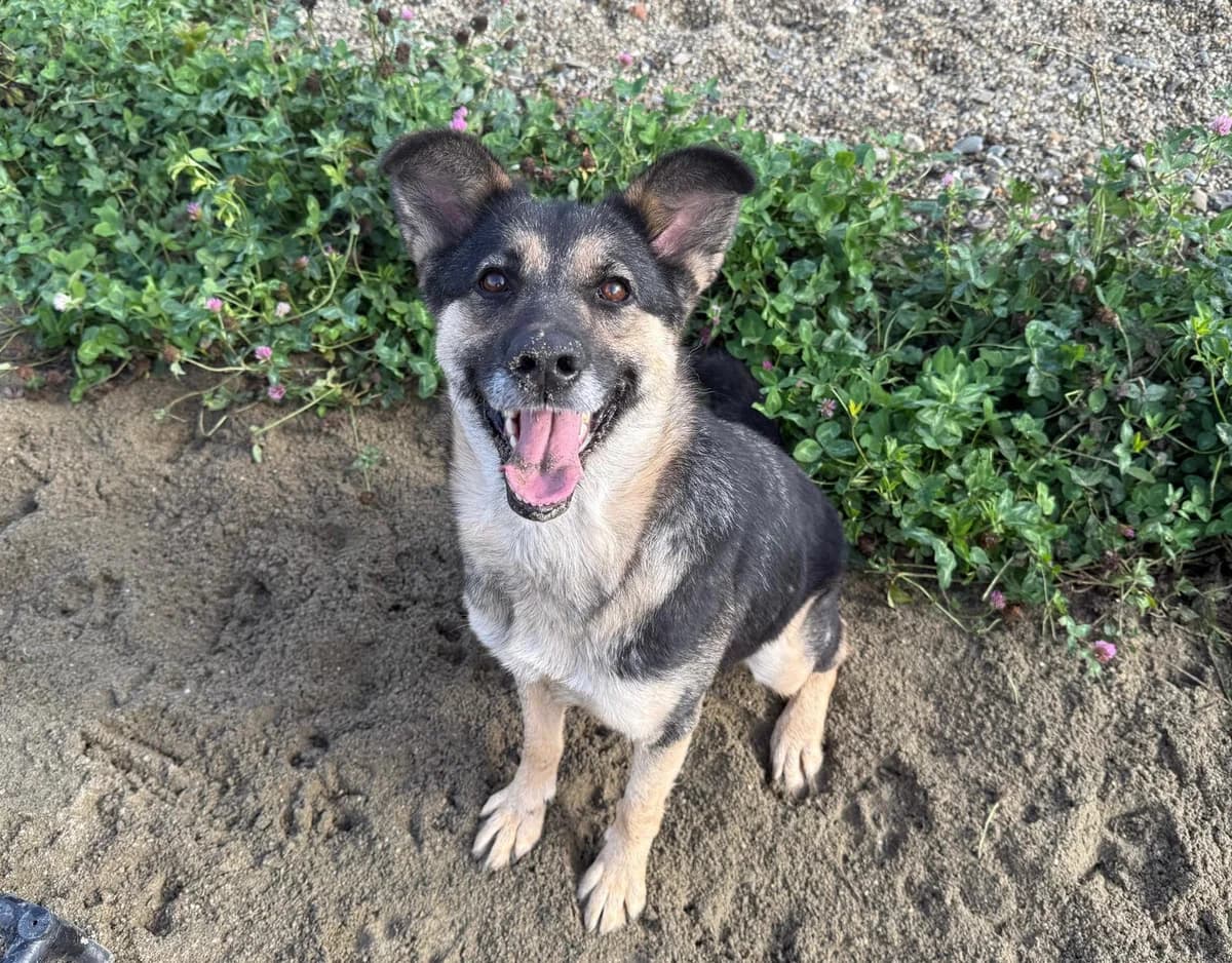 Tiri, female young Mixed Breed for adoption at Ein Herz für Streuner e.V., München