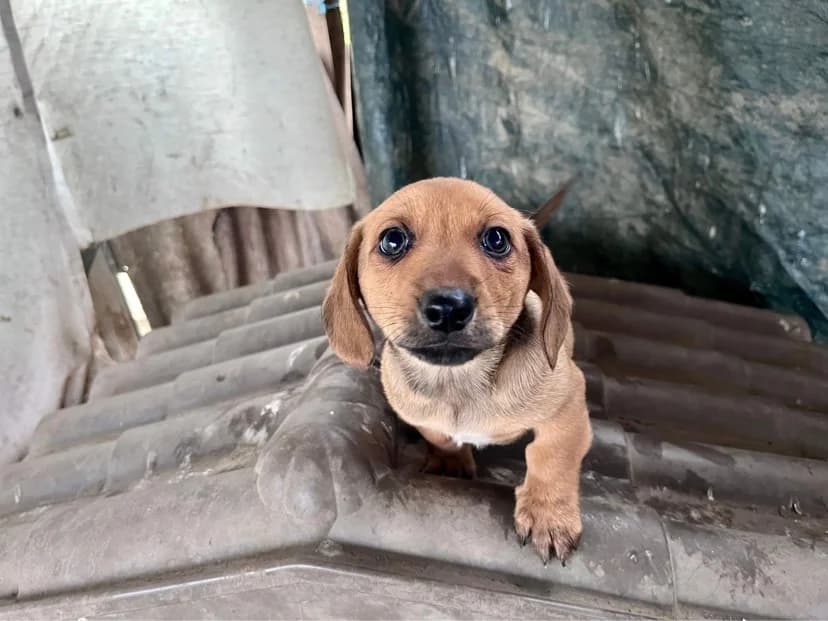 Tisa, female puppy Mixed Breed for adoption at Ein Herz für Streuner e.V., München