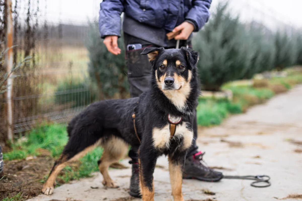 Tisha, female young Mixed Breed for adoption at Ein Herz für Streuner e.V., München