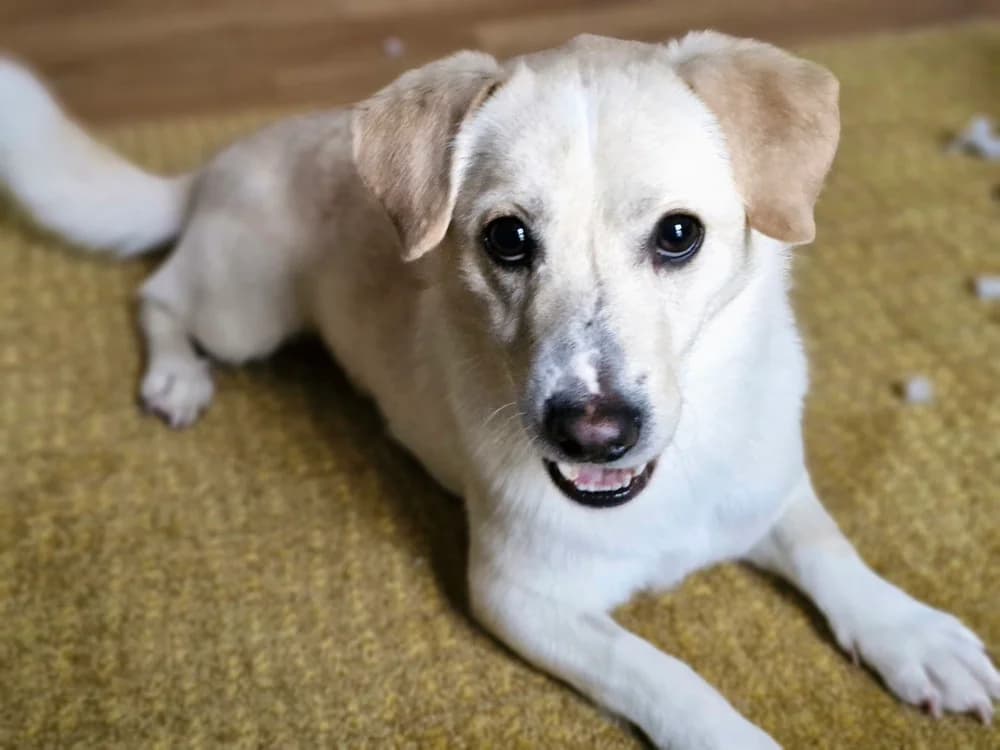 Tito, male 5yo Mixed Breed for adoption at Ein Herz für Streuner e.V., München