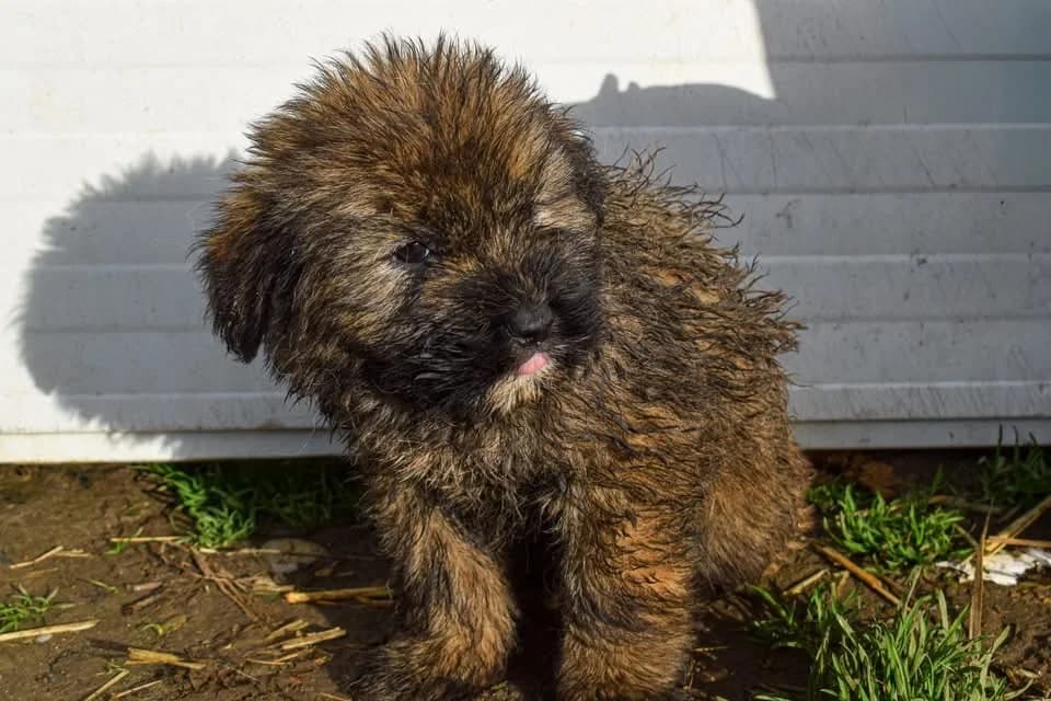 Tito, male puppy Mixed Breed for adoption at Ein Herz für Streuner e.V., München