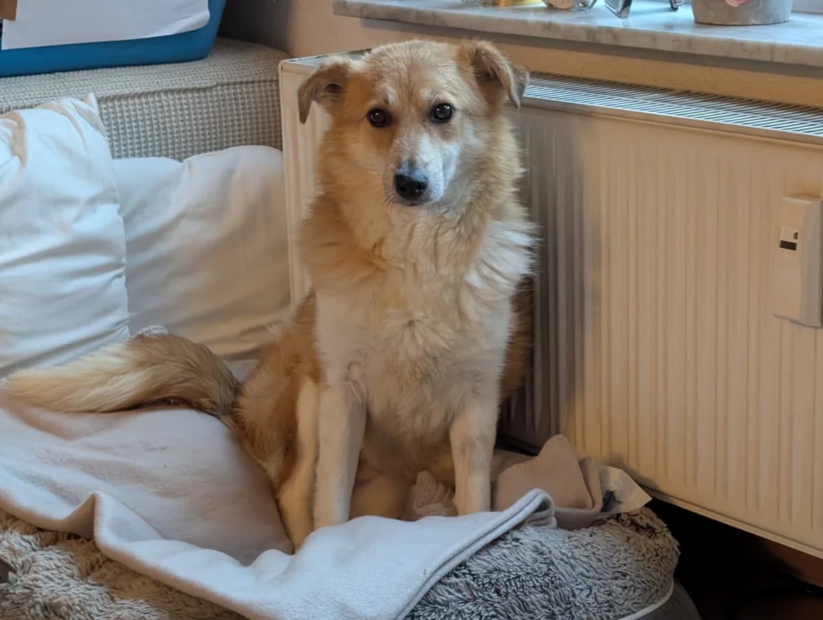 Titos, female 5yo Mixed Breed for adoption at Ein Herz für Streuner e.V., München