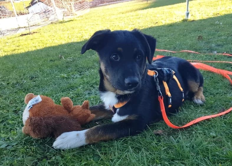 Titus, male puppy Mixed Breed for adoption at Ein Herz für Streuner e.V., München
