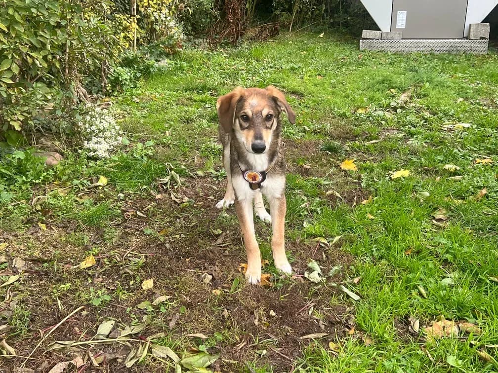 Titus, male puppy Mixed Breed for adoption at Ein Herz für Streuner e.V., München