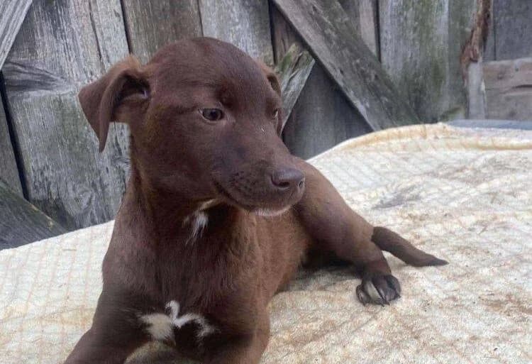 Tiva, Mixed Breed for adoption at Ein Herz für Streuner e.V., München