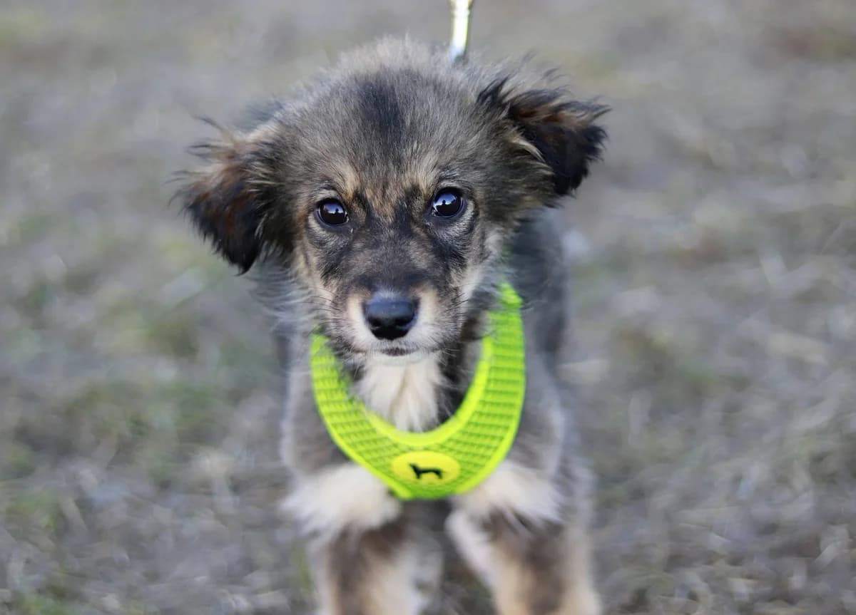 Tiva, weiß female puppy Mixed Breed for adoption at Ein Herz für Streuner e.V., München