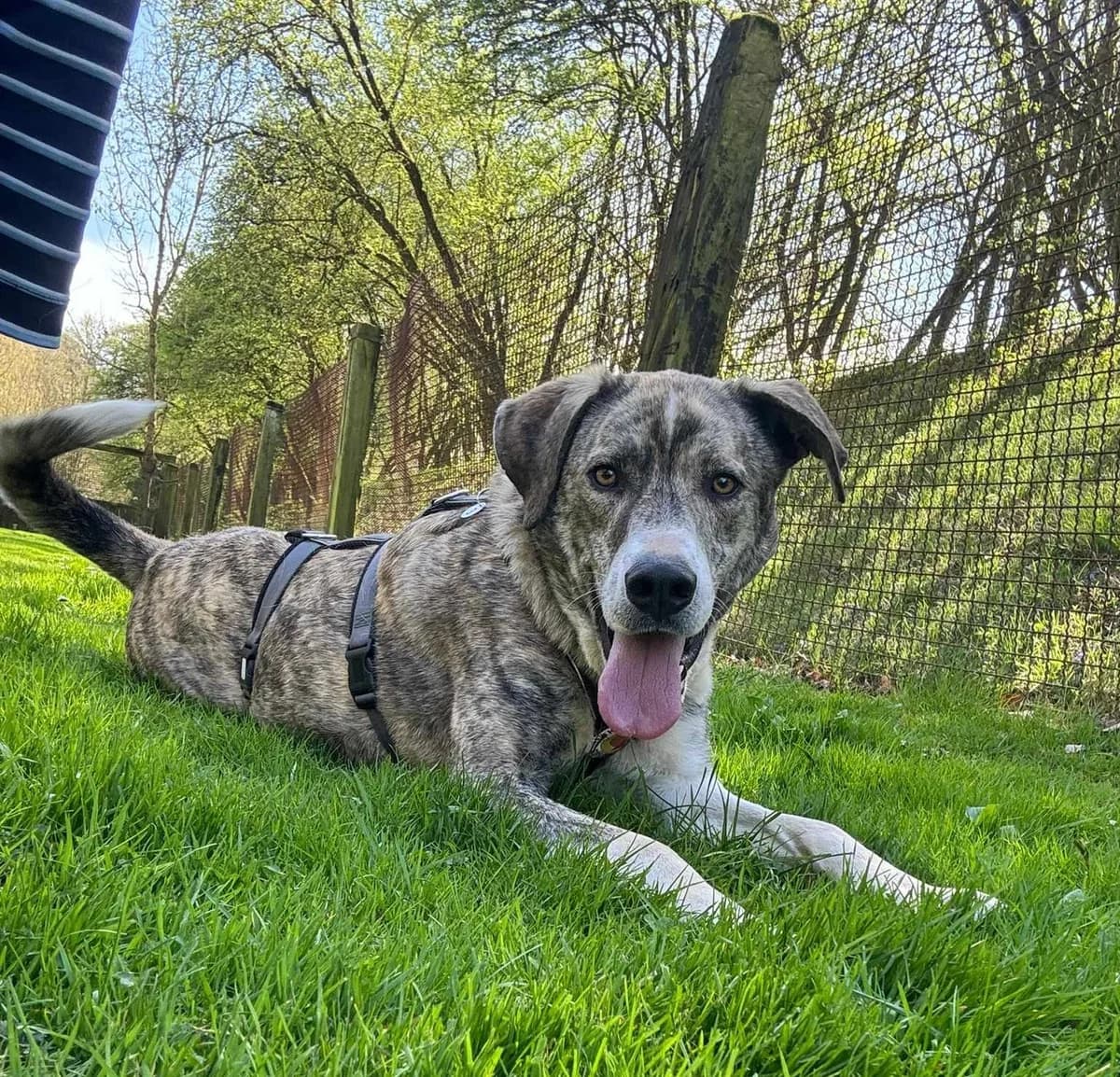 Tiwaz, male young Mixed Breed for adoption at Ein Herz für Streuner e.V., München