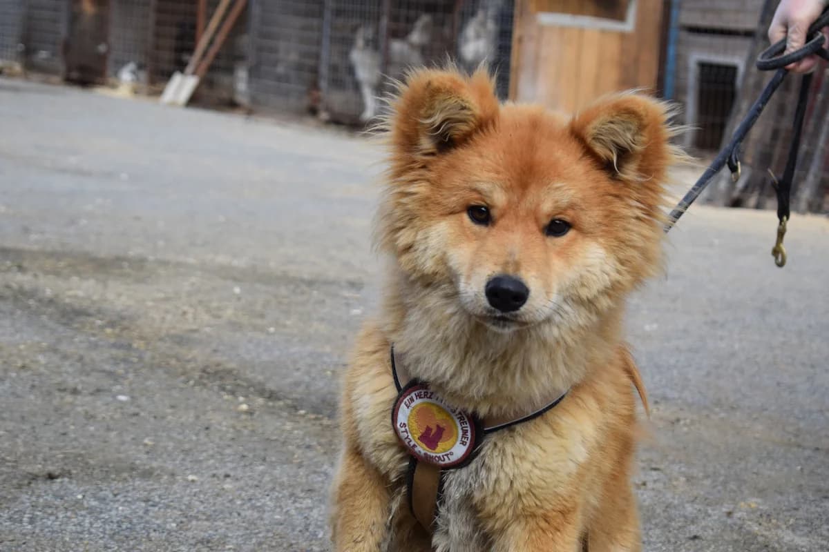Tizian, male young Mixed Breed for adoption at Ein Herz für Streuner e.V., München