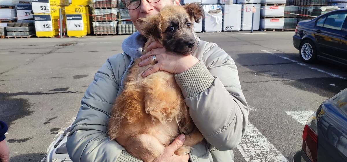 Tiziana, female puppy Mixed Breed for adoption at Ein Herz für Streuner e.V., München
