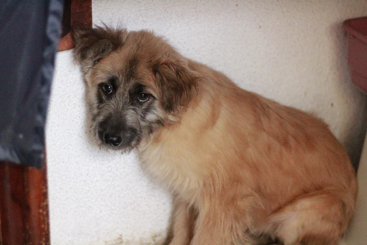 Tiziana, female puppy Mixed Breed for adoption at Ein Herz für Streuner e.V., München