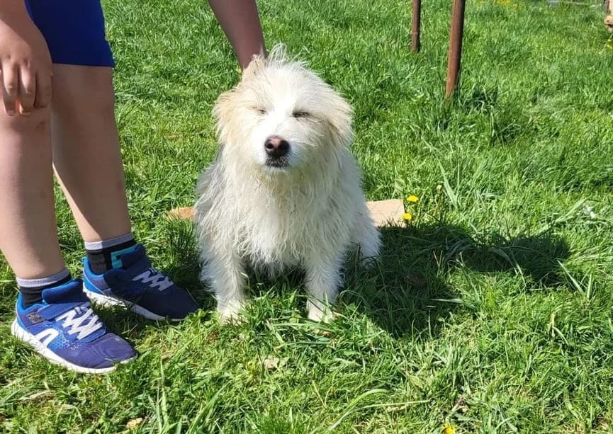 Tjara, female puppy Mixed Breed for adoption at Ein Herz für Streuner e.V., München