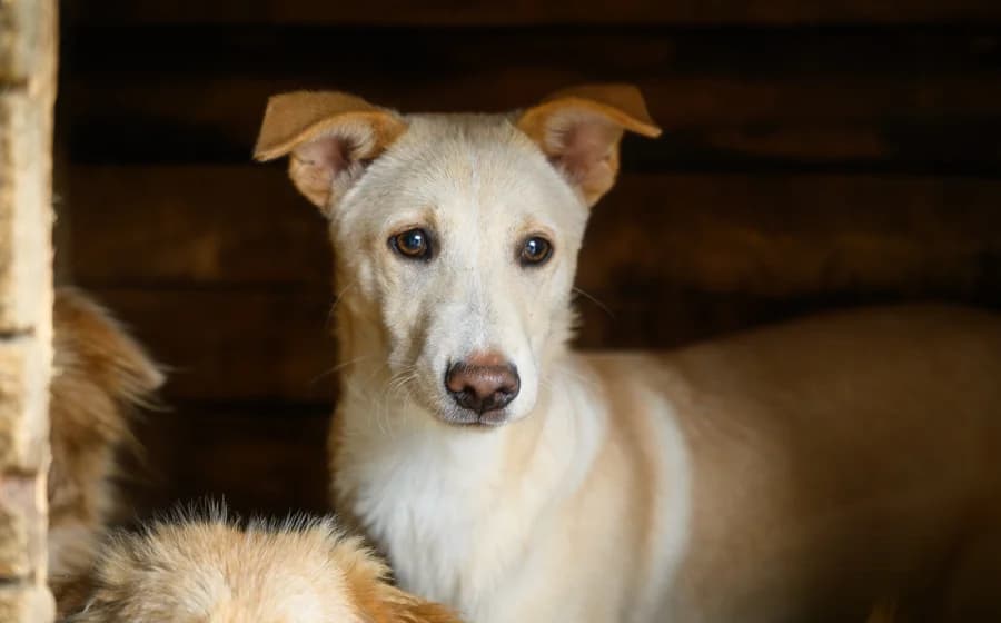 Tjark, male puppy Mixed Breed for adoption at Ein Herz für Streuner e.V., München