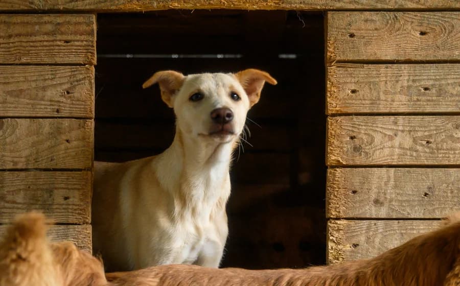 Tjark, male puppy Mixed Breed for adoption at Ein Herz für Streuner e.V., München