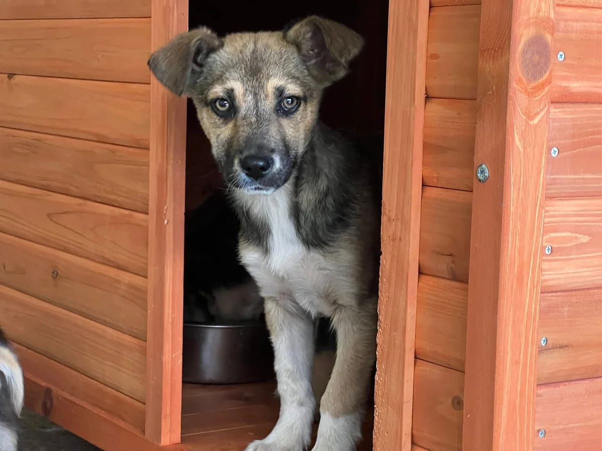 Tjure, male puppy Mixed Breed for adoption at Ein Herz für Streuner e.V., München