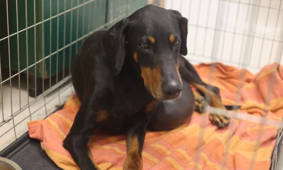 Toa, puppy Mixed Breed for adoption at Ein Herz für Streuner e.V., München