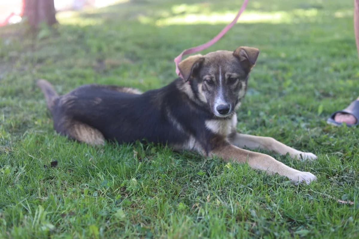 Toastie, female puppy Mixed Breed for adoption at Ein Herz für Streuner e.V., München