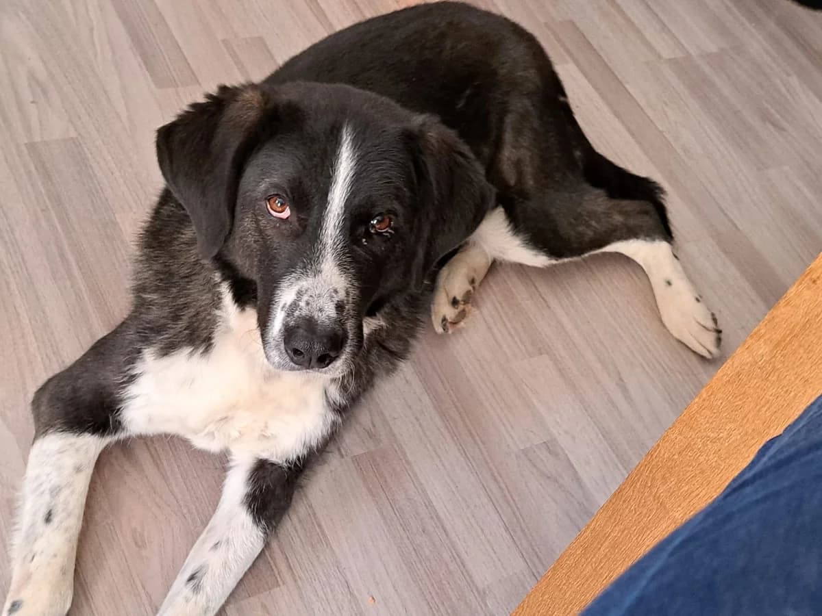 Tobbi, male senior Mixed Breed for adoption at Ein Herz für Streuner e.V., München