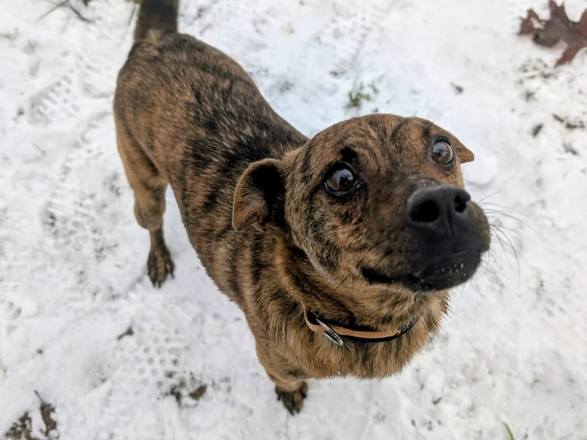 Tobi, male 5yo Mixed Breed for adoption at Ein Herz für Streuner e.V., München