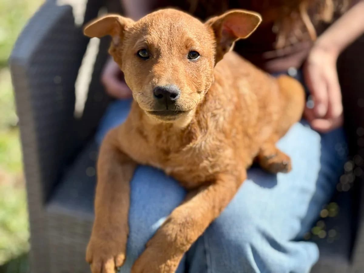 Tobi, male puppy Mixed Breed for adoption at Ein Herz für Streuner e.V., München