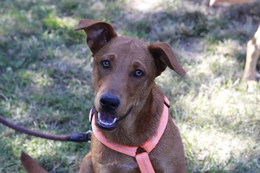 Tobi, male puppy Mixed Breed for adoption at Ein Herz für Streuner e.V., München