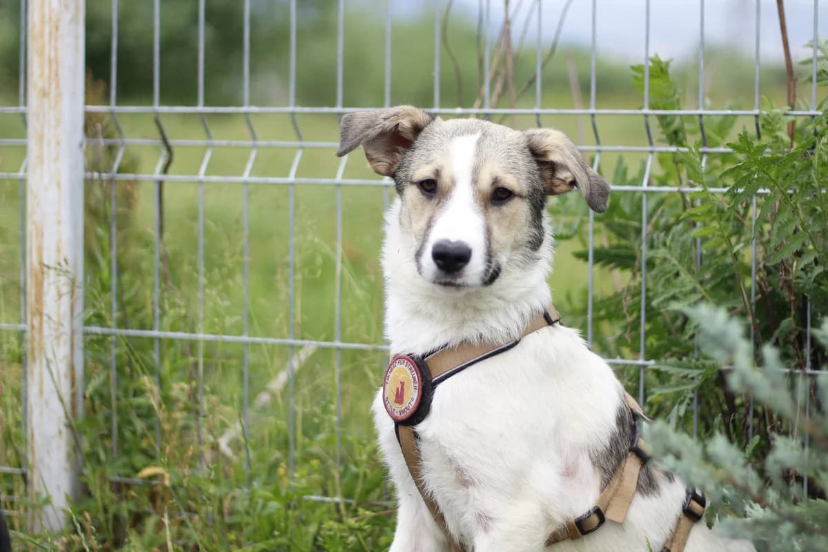 Tobi, weiß male young Mixed Breed for adoption at Ein Herz für Streuner e.V., München