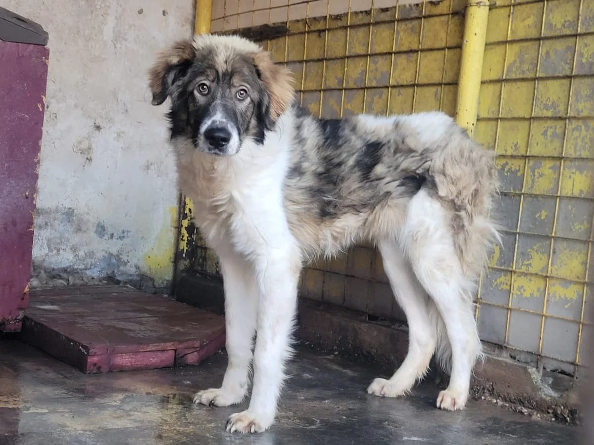 Tobias, weiß male young Mixed Breed for adoption at Ein Herz für Streuner e.V., München