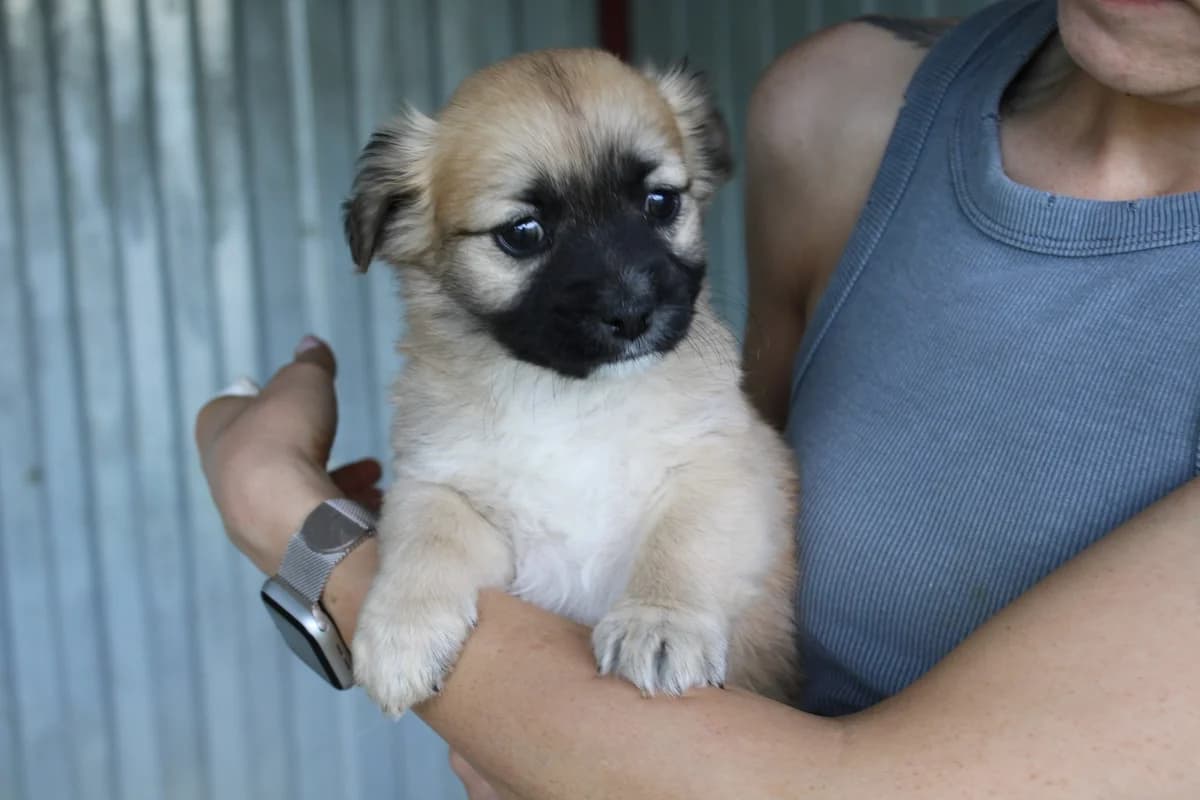 Tobie, male puppy Mixed Breed for adoption at Ein Herz für Streuner e.V., München