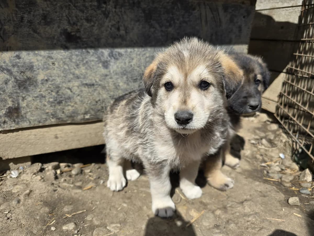 Toby, male puppy Mixed Breed for adoption at Ein Herz für Streuner e.V., München