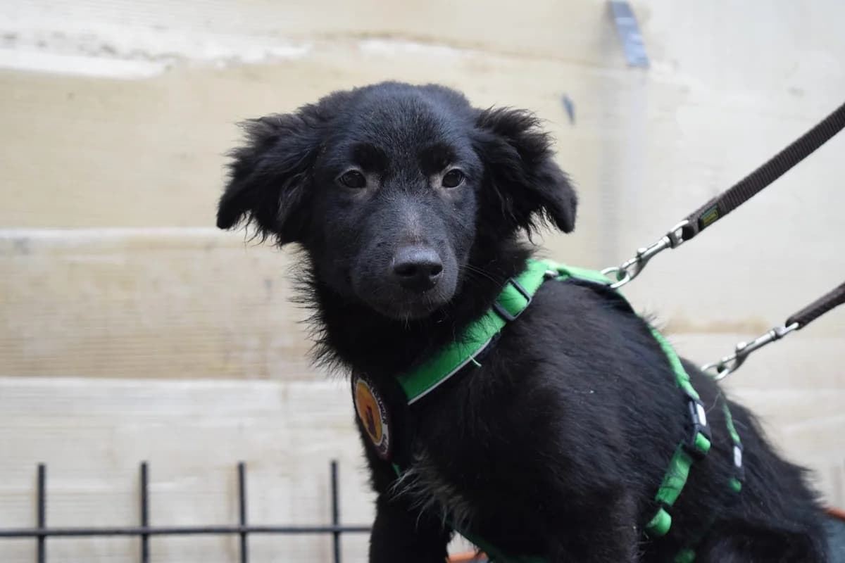 Toby, weiß male puppy Mixed Breed for adoption at Ein Herz für Streuner e.V., München