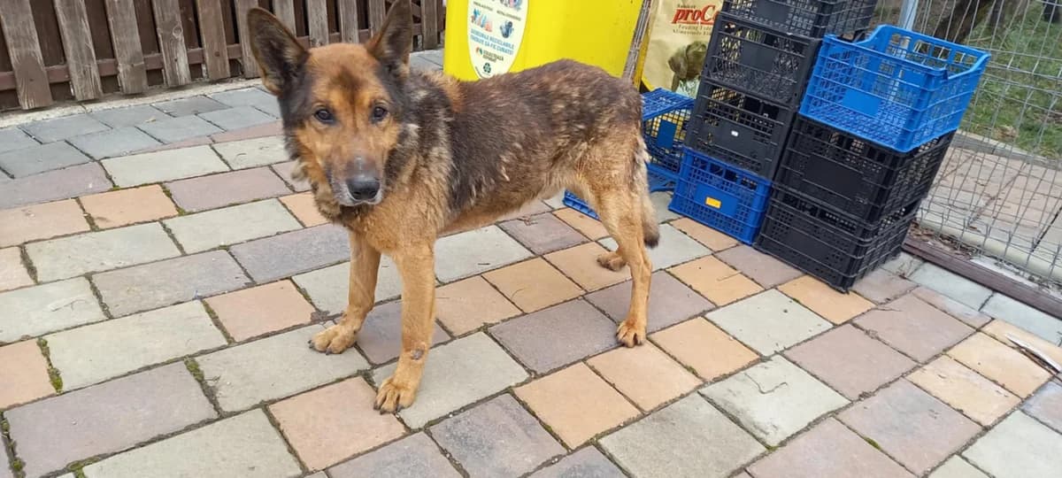 Tocho, male senior Mixed Breed for adoption at Ein Herz für Streuner e.V., München