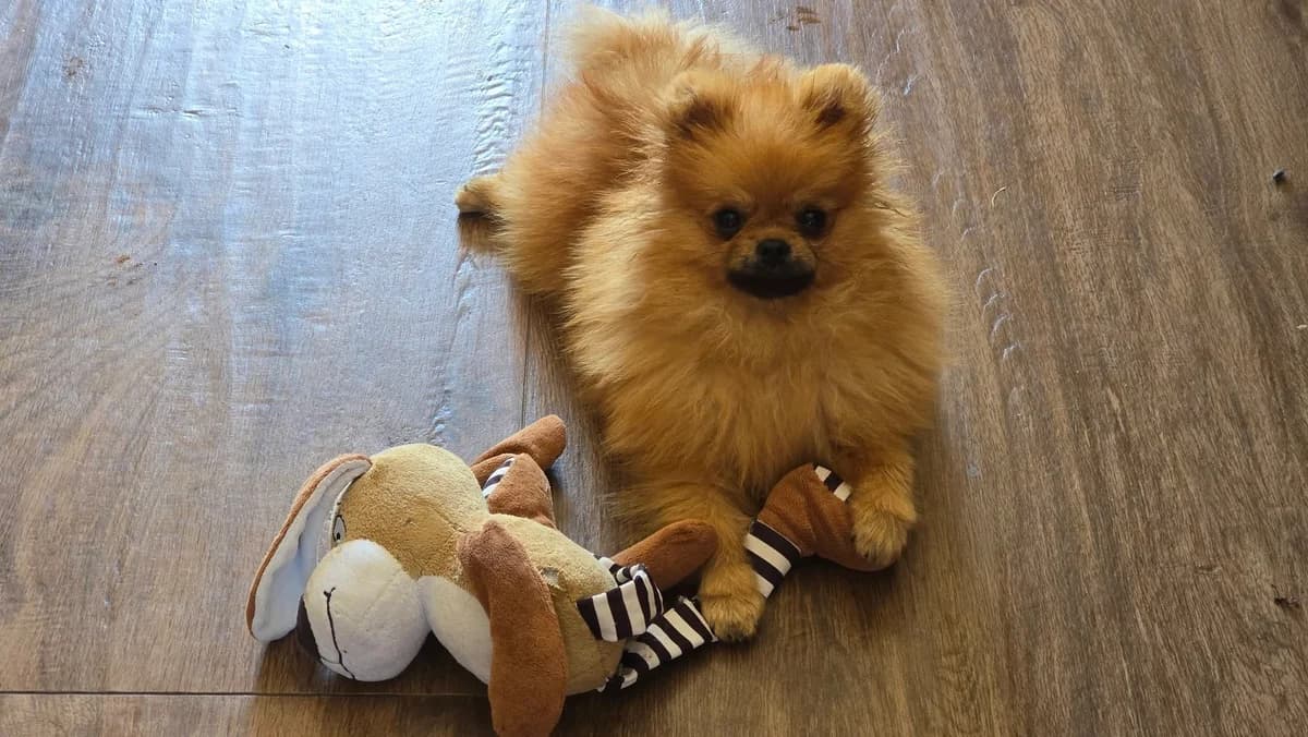 Toffee, young Mixed Breed for adoption at Ein Herz für Streuner e.V., München
