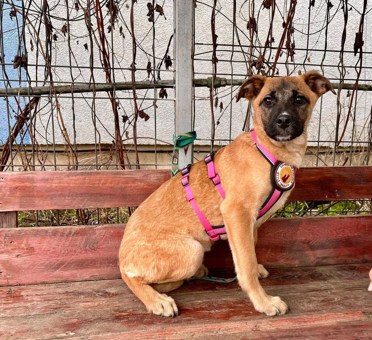 Toffee, female puppy Mixed Breed for adoption at Ein Herz für Streuner e.V., München