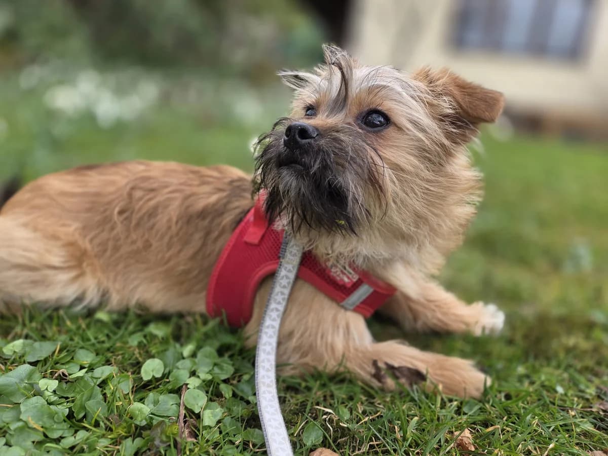 Toffee, male puppy Mixed Breed for adoption at Ein Herz für Streuner e.V., München