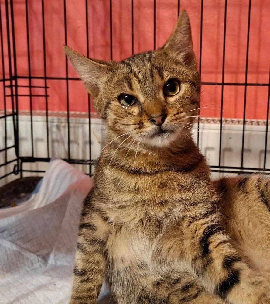 Toffy, Mixed Breed for adoption at Ein Herz für Streuner e.V., München