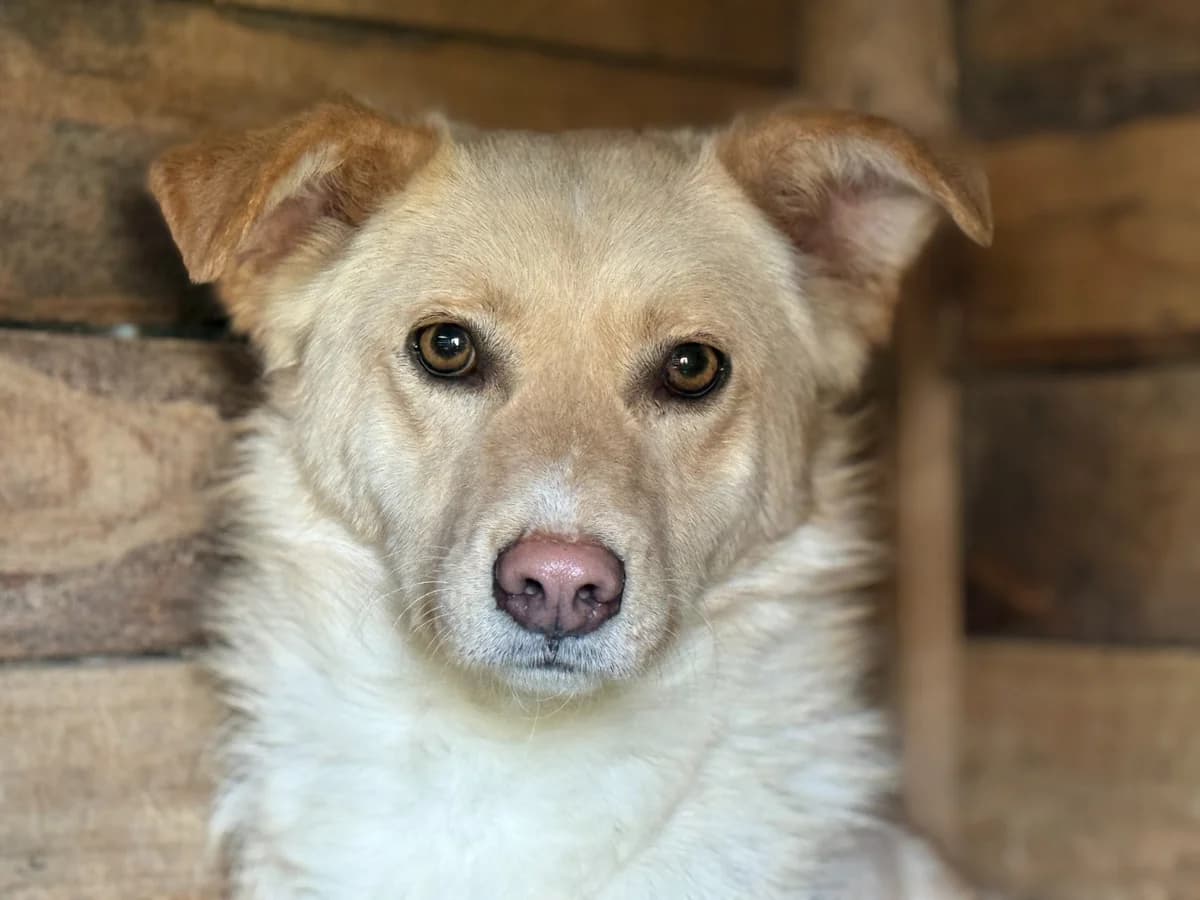 Tofu, female 5yo Mixed Breed for adoption at Ein Herz für Streuner e.V., München