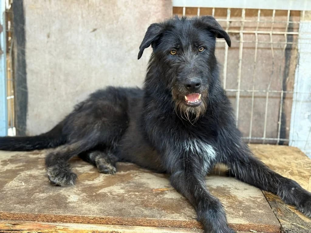 Togo, weiß male 5yo Mixed Breed for adoption at Ein Herz für Streuner e.V., München
