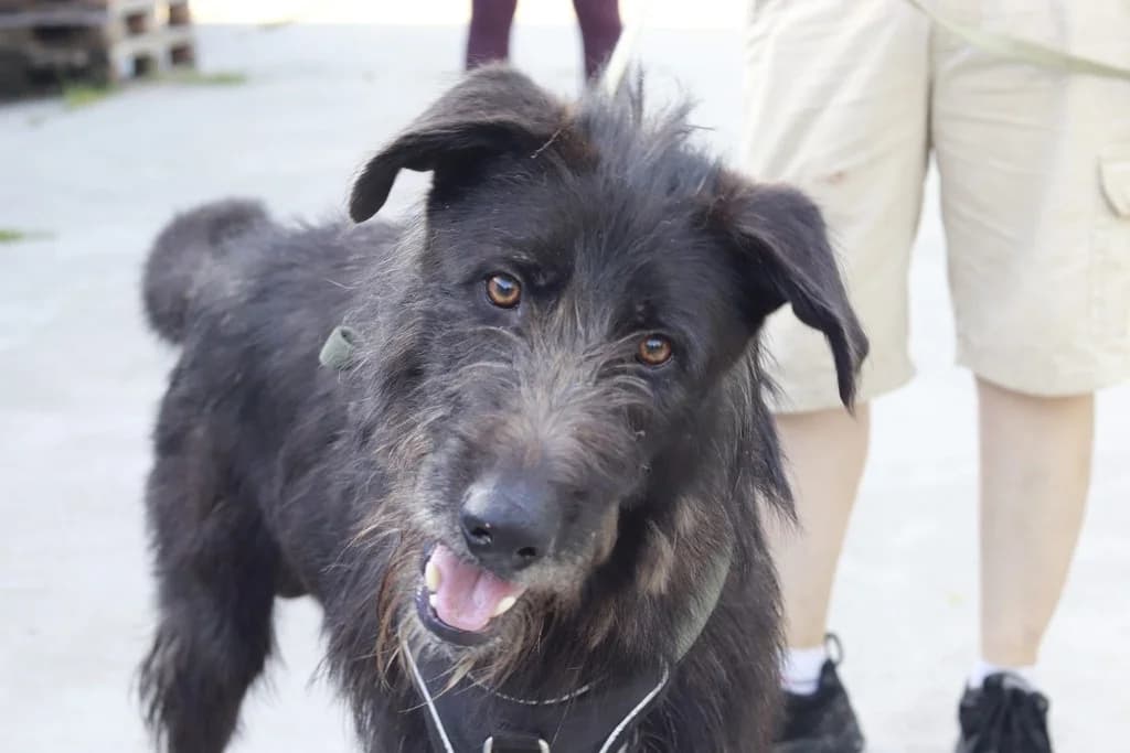 Togo, weiß male young Mixed Breed for adoption at Ein Herz für Streuner e.V., München