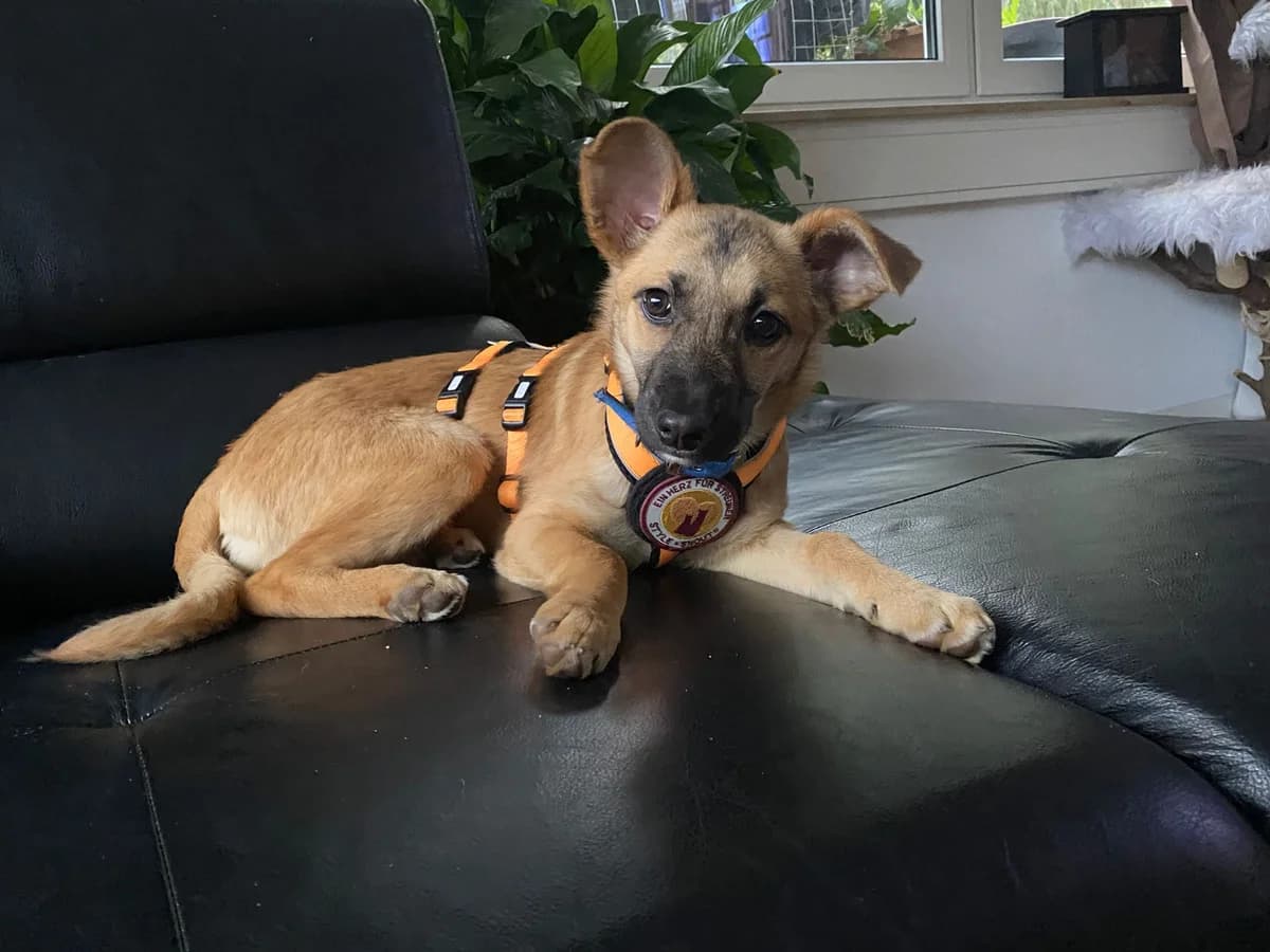 Toivi, female puppy Mixed Breed for adoption at Ein Herz für Streuner e.V., München