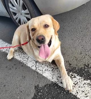 Toivo, male 3yo Mixed Breed for adoption at Ein Herz für Streuner e.V., München