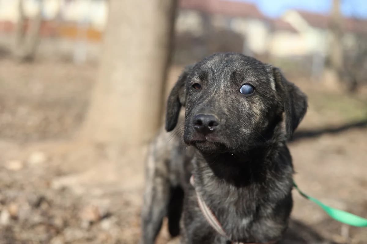 Toivo, braun male puppy Mixed Breed for adoption at Ein Herz für Streuner e.V., München
