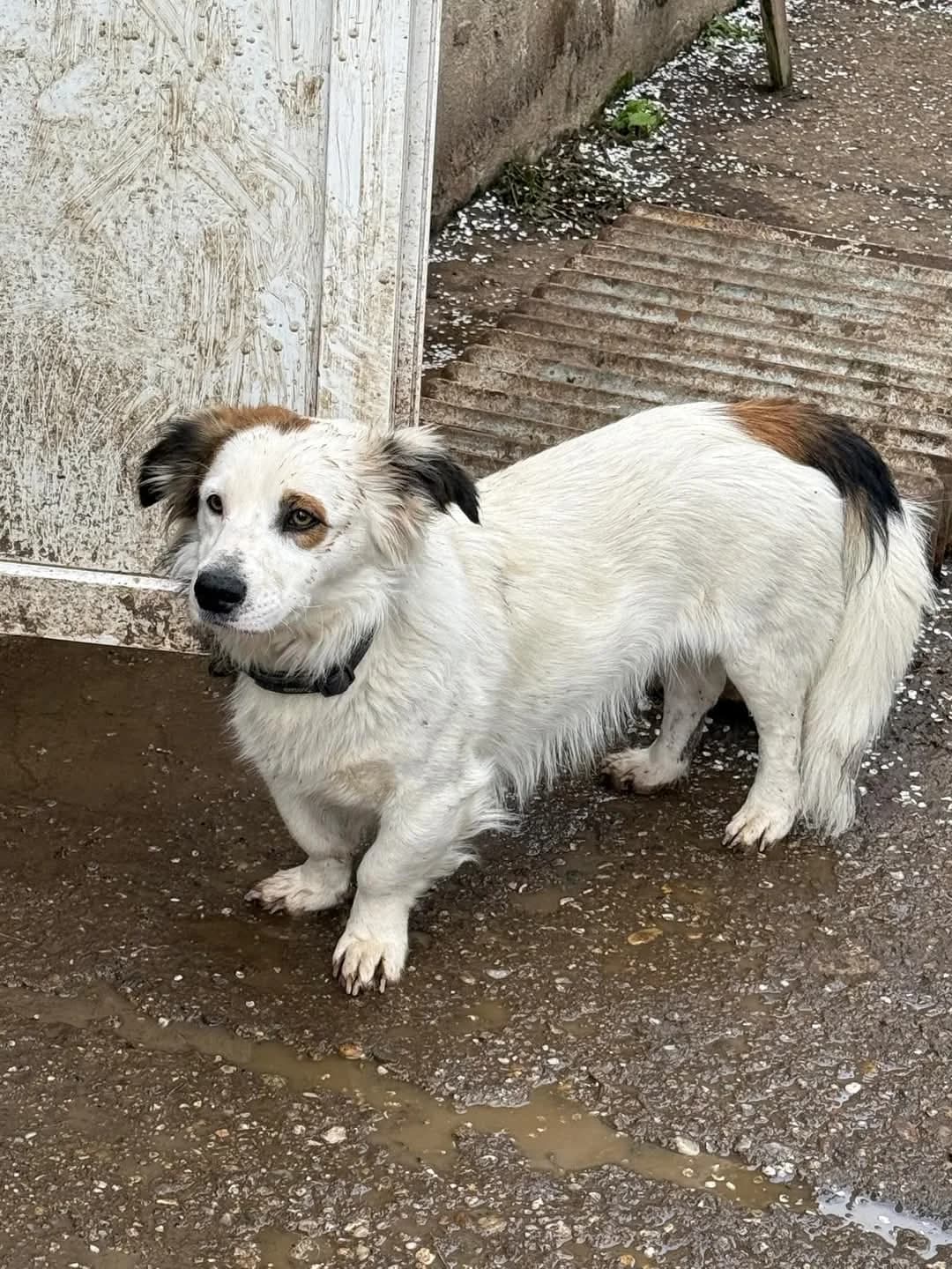 Toivon, male young Mixed Breed for adoption at Ein Herz für Streuner e.V., München