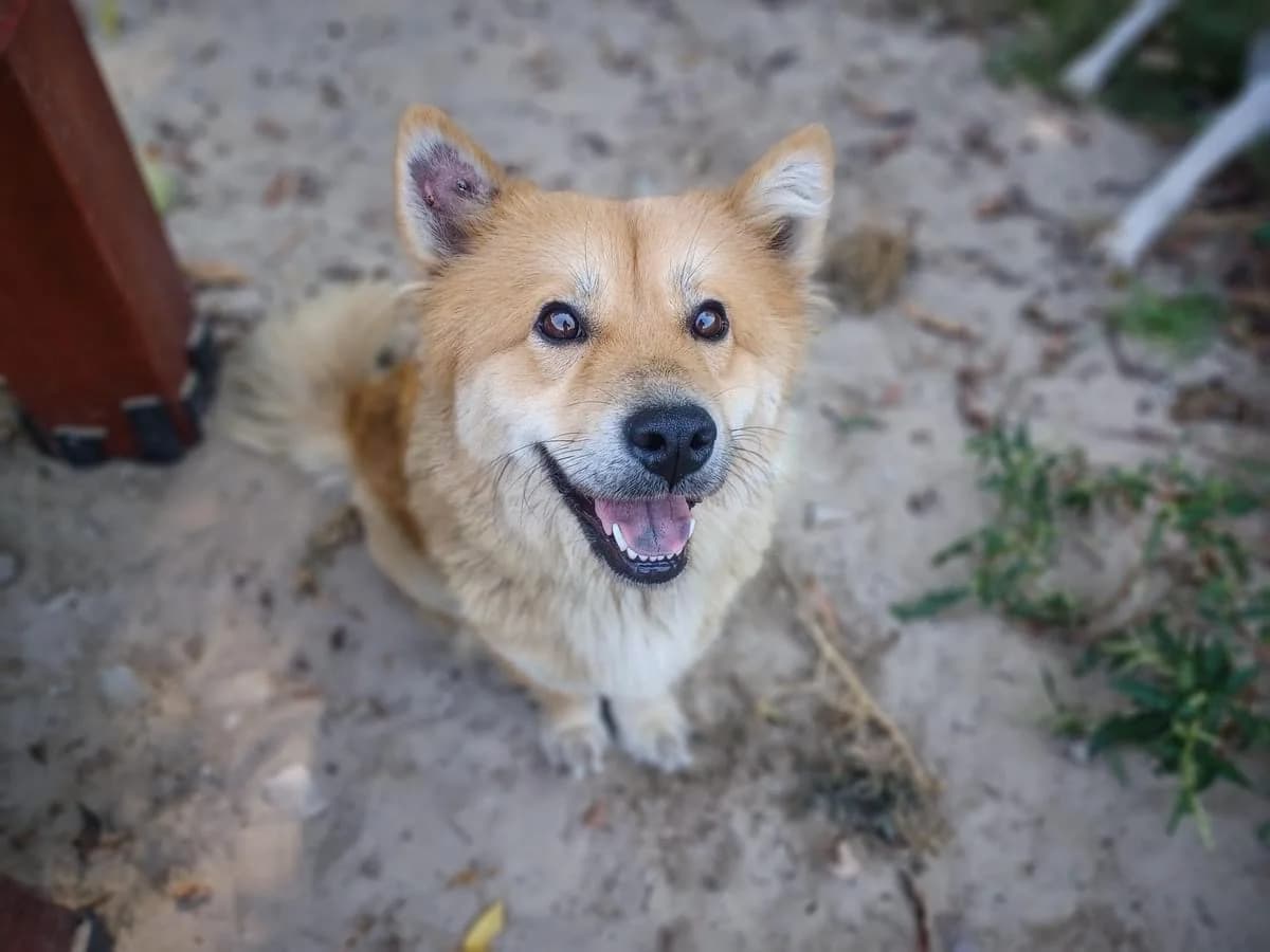 Tokalu, female 4yo Mixed Breed for adoption at Ein Herz für Streuner e.V., München