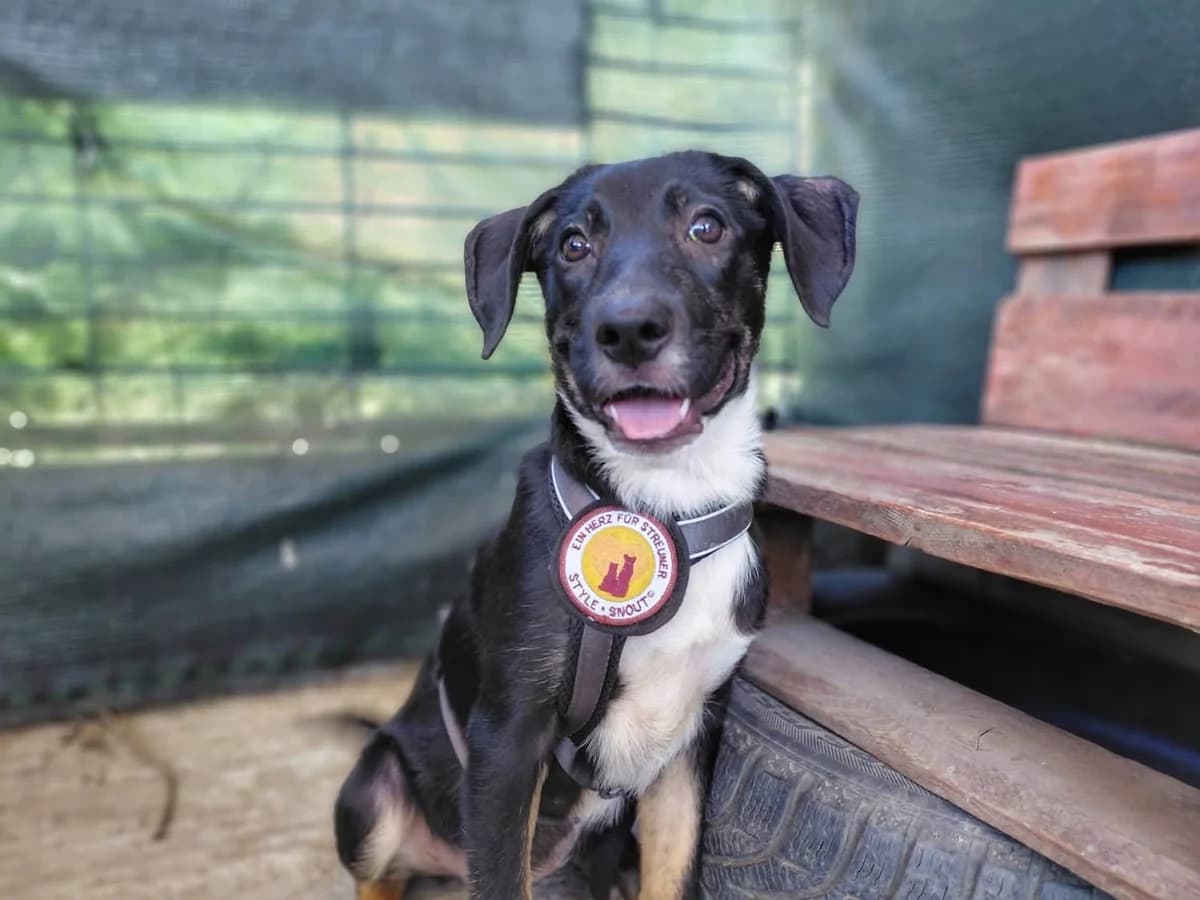Tokio, female puppy Mixed Breed for adoption at Ein Herz für Streuner e.V., München