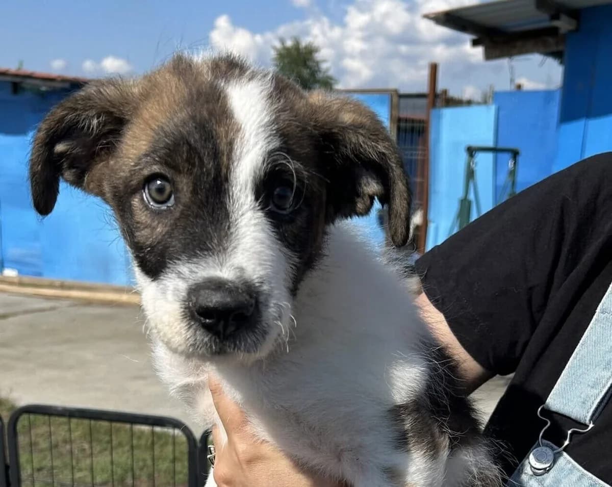 Tolga, weiß male puppy Mixed Breed for adoption at Ein Herz für Streuner e.V., München