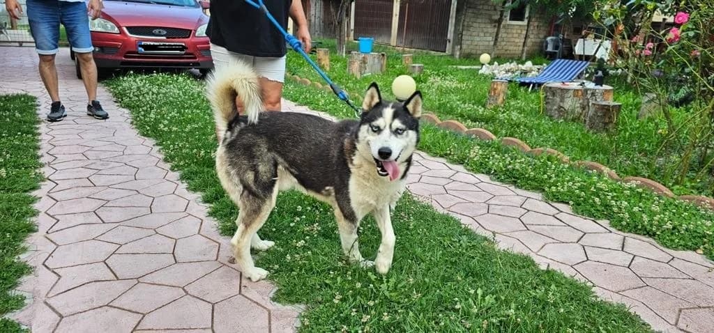 Tolkin, schwarz male 5yo Mixed Breed for adoption at Ein Herz für Streuner e.V., München