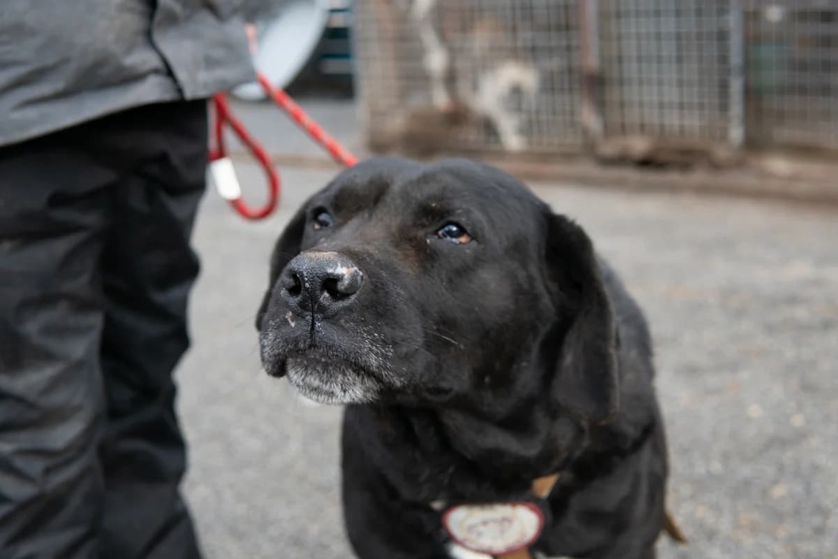 Tom, male 6yo Mixed Breed for adoption at Ein Herz für Streuner e.V., München