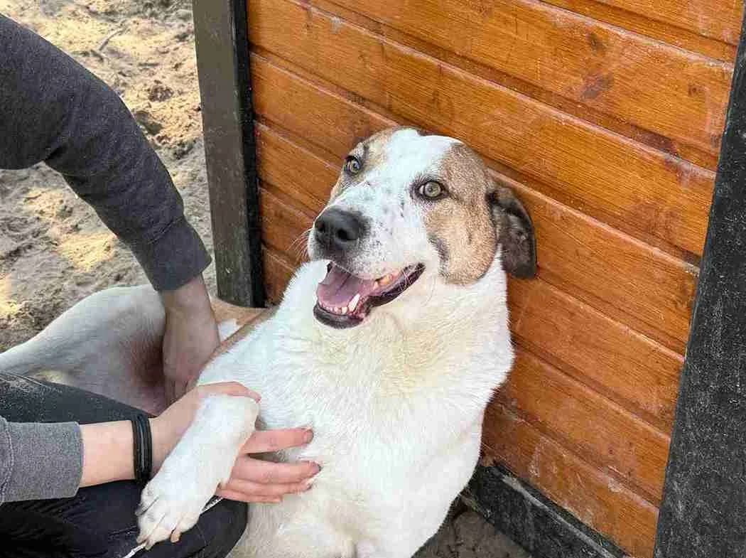 Tom, male 5yo Mixed Breed for adoption at Ein Herz für Streuner e.V., München