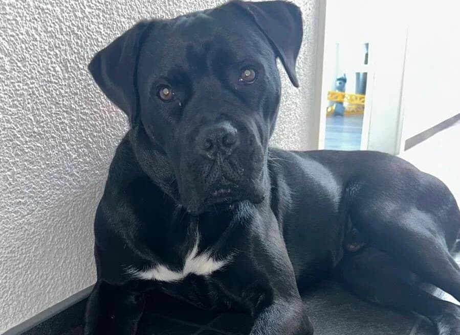 Tommy, male 4yo Mixed Breed for adoption at Ein Herz für Streuner e.V., München